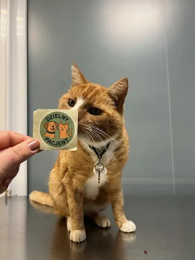 Przychodnia Weterynaryjna Korzenna